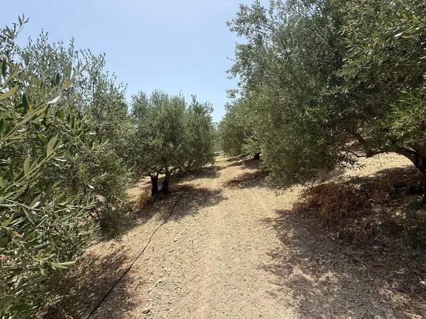 325 m² Plot of Land for Sale in Platanias, Chania — photo 5