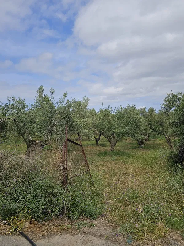 2,000 m² Plot of Land for Sale in Paidochori, Apokoronas — photo 2