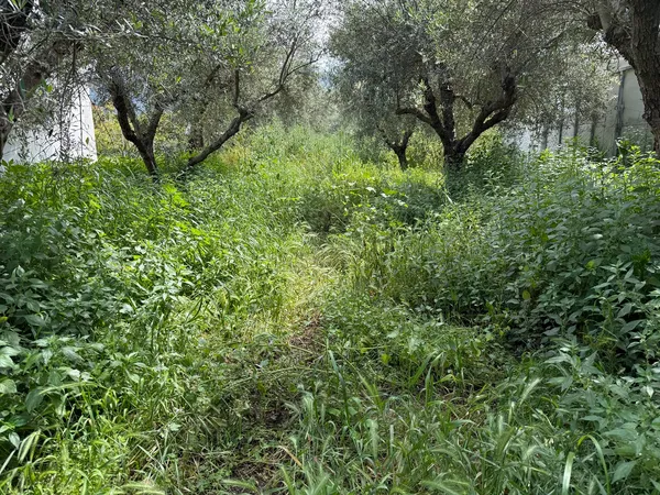 1,559 m² Land for Sale in Nerokourou, Chania — photo 4