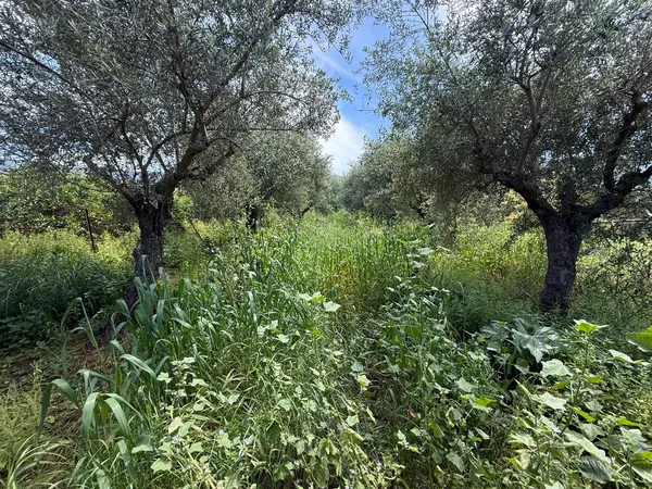 1,559 m² Land for Sale in Nerokourou, Chania — photo 5