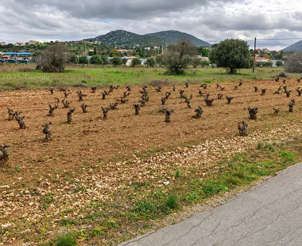 13,970 m² Land for Rent in Porto Rafti, Attica