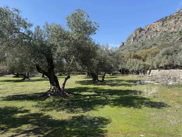 6,026 m² Plot of Land for Sale in Paleochora, Kandanos-Selino — photo 2