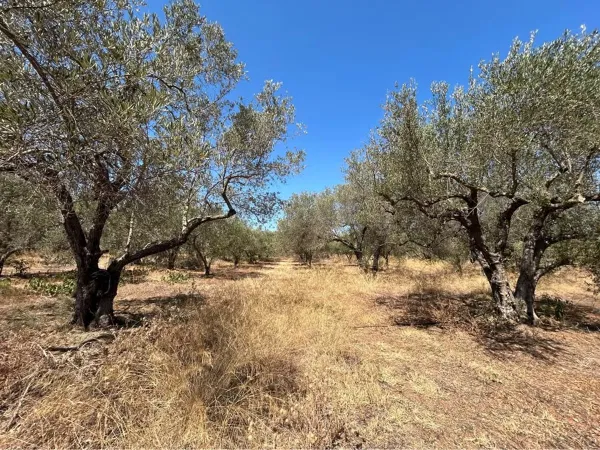 1,616 m² Land for Sale in Chrisopigi, Chania — photo 3