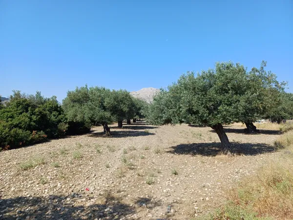 5,240 m² Plot for Sale in Rhodes, Dodecanese Islands — photo 5