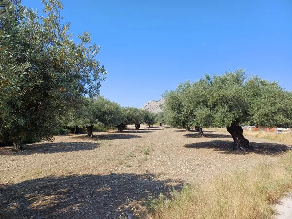 5,240 m² Plot for Sale in Rhodes, Dodecanese Islands — photo 3