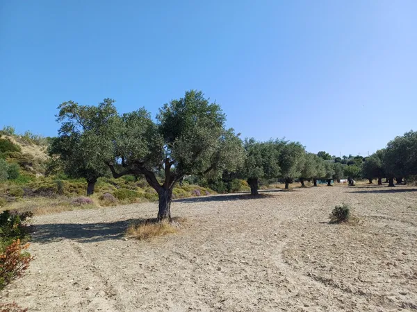 5,240 m² Plot for Sale in Rhodes, Dodecanese Islands — photo 2
