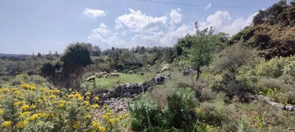 8,184 m² Land for Sale in Gavalochori, Apokoronas — photo 5