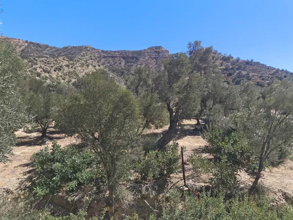 6,547 m² Land for Sale in Agia Galini, Agios Vassilios — photo 4
