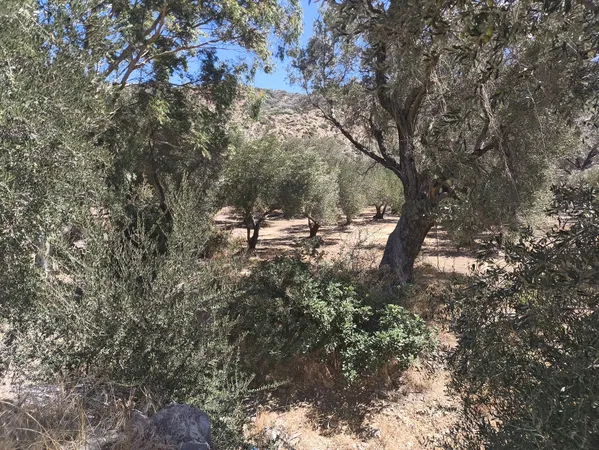 6,547 m² Land for Sale in Agia Galini, Agios Vassilios — photo 2