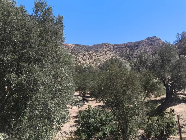 6,547 m² Land for Sale in Agia Galini, Agios Vassilios — photo 3