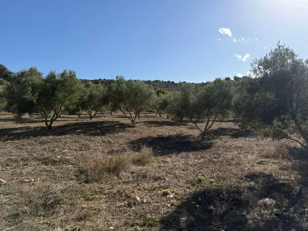 Land for Sale in Vamos, Apokoronas — photo 5