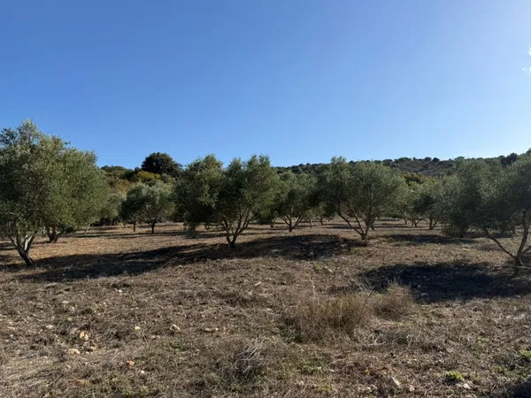 Land for Sale in Vamos, Apokoronas — photo 4