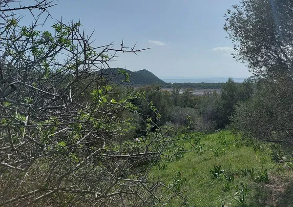 1,030 m² Plot for Sale in Marathonas, Athens Eastern Suburbs — photo 3