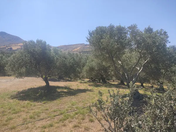 4,962 m² Land for Sale in Lefkogia, Rethymnon — photo 3