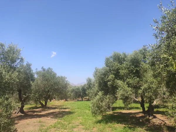 4,962 m² Land for Sale in Lefkogia, Rethymnon — photo 4