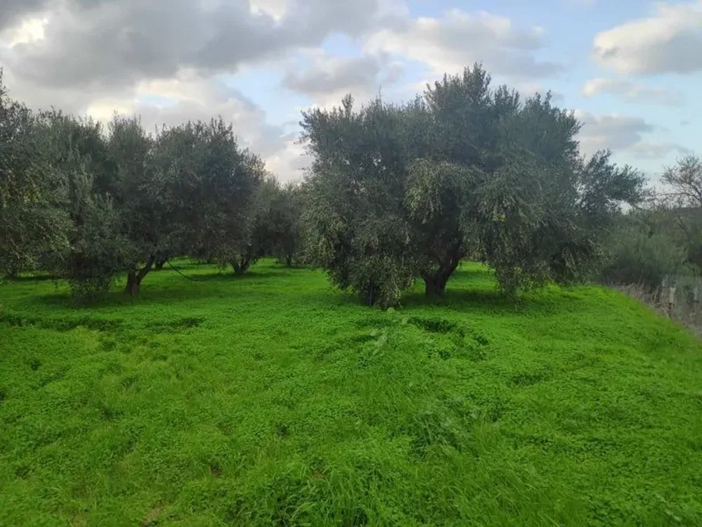 Seafront 8,500 m² Plot of Land for Sale in Panormo, Mylopotamos