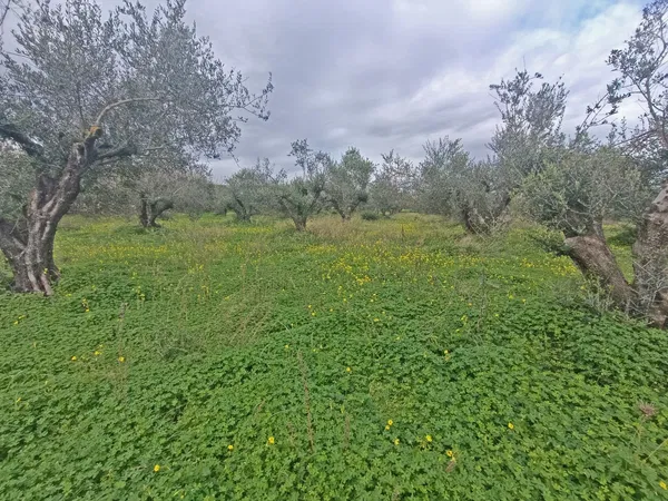 Seafront 4,202 m² Plot of Land for Sale in Maleme, Platanias — photo 5