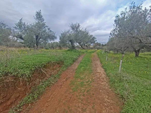Seafront 4,202 m² Plot of Land for Sale in Maleme, Platanias — photo 4