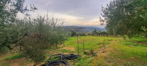 Sea-View 3,386 m² Land for Sale in Polemarchi, Platanias — photo 5