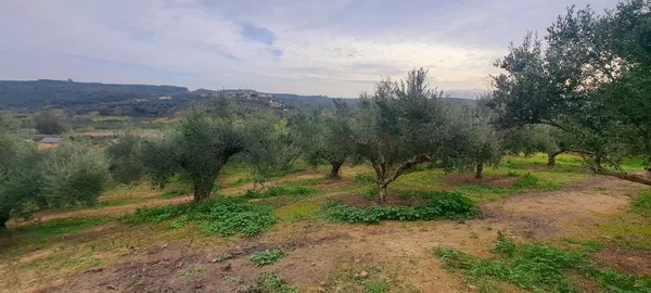 Sea-View 3,386 m² Land for Sale in Polemarchi, Platanias — photo 3