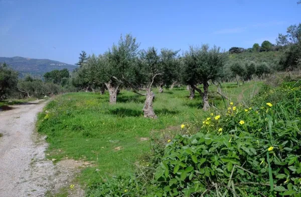 Seafront 3,904 m² Land for Sale in Kaina, Apokoronas — photo 4