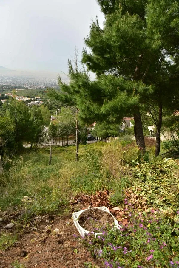 1,012 m² Plot for Sale in Thrakomakedones, Athens Northern suburbs — photo 5
