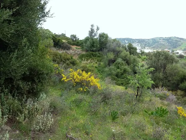Sea-View 2,300 m² Plot for Sale in Evia, Sterea Hellas — photo 3
