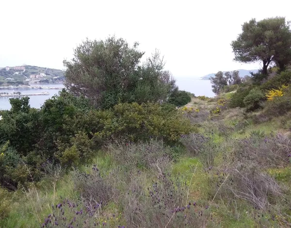 Sea-View 2,300 m² Plot for Sale in Evia, Sterea Hellas — photo 4