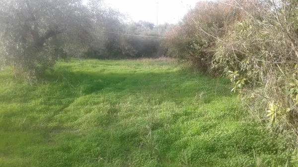 Seafront 4,070 m² Land for Sale in Costa Navarino, Messinia — photo 5