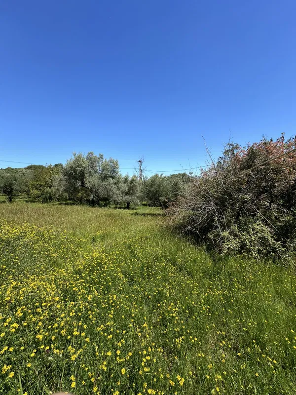 Seafront 4,070 m² Land for Sale in Costa Navarino, Messinia — photo 3