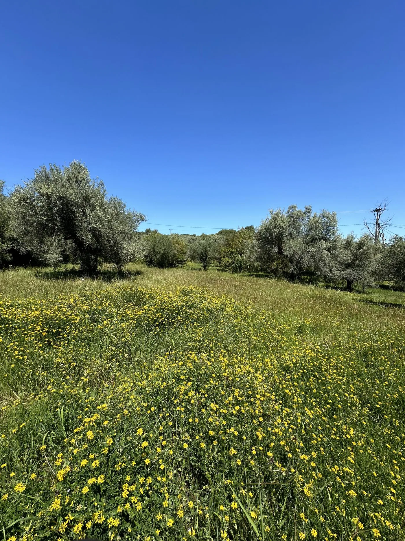 Seafront 4,070 m² Land for Sale in Costa Navarino, Messinia