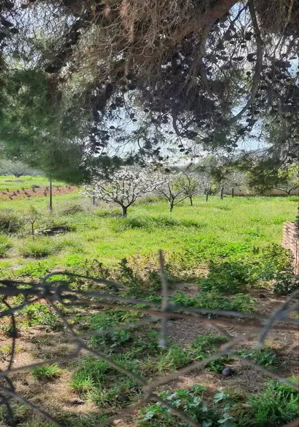 504 m² Land for Sale in Artemida, Athens Eastern Suburbs — photo 4