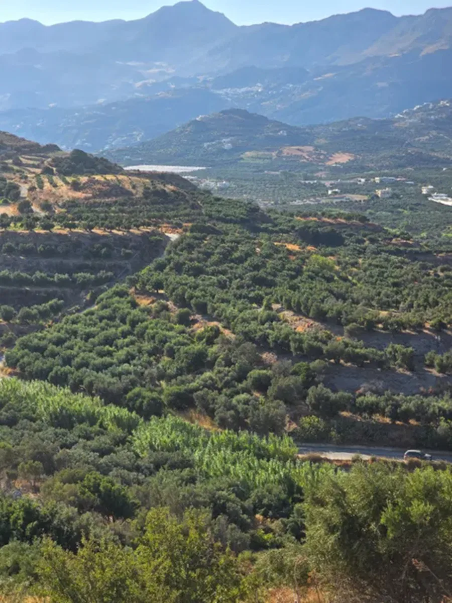 10,150 m² Land for Sale in Lefkogia, Agios Vassilios