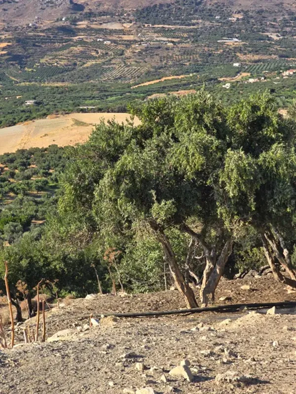10,150 m² Land for Sale in Lefkogia, Agios Vassilios — photo 3