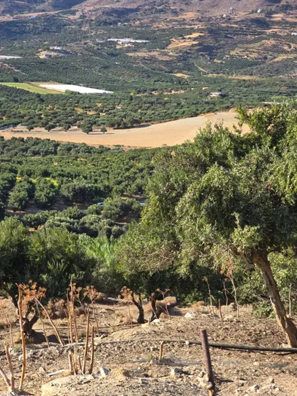 10,150 m² Land for Sale in Lefkogia, Agios Vassilios — photo 4