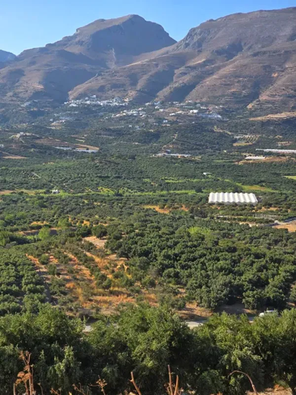 10,150 m² Land for Sale in Lefkogia, Agios Vassilios — photo 2