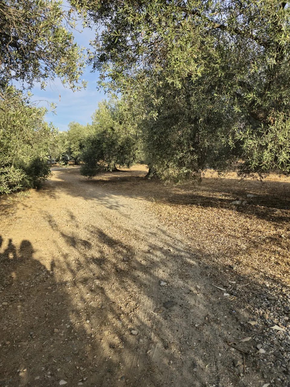 3,643 m² Plot of Land for Sale in Koumpes, Chania