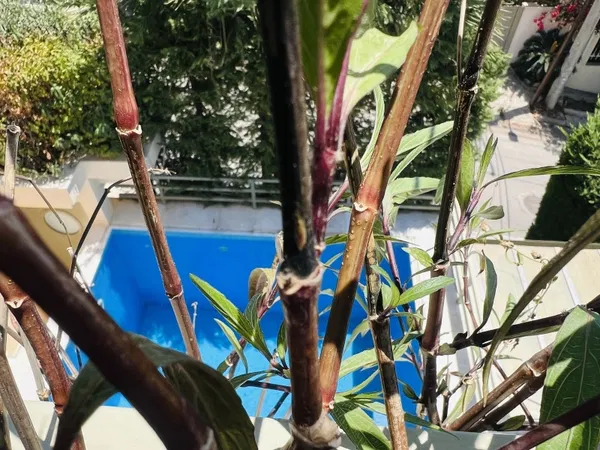 305 m² Three-Bedroom Villa for Sale in Voula, Athens Southern suburbs — photo 3