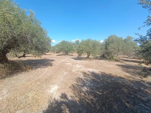 Seafront 7,024 m² Plot for Sale in Tsivaras, Apokoronas — photo 5