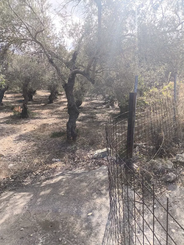 5,800 m² Plot of Land for Sale in Prines, Rethymnon — photo 3