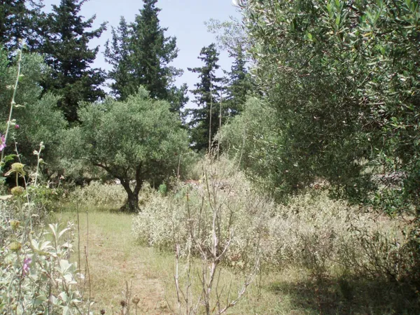 7,171 m² Plot of Land for Sale in Kefalas, Apokoronas — photo 4
