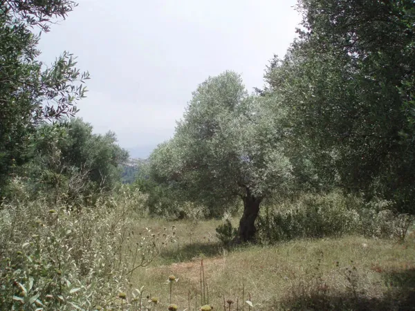 7,171 m² Plot of Land for Sale in Kefalas, Apokoronas — photo 5