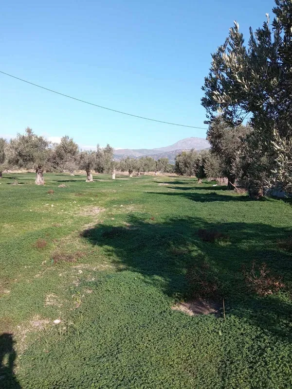 Seafront 14,000 m² Plot of Land for Sale in Tympaki, Faistos — photo 3