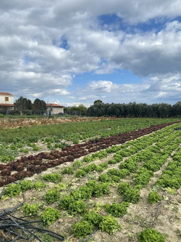 4,000 m² Land for Sale in Heraklion — photo 3