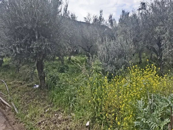 2,000 m² Land for Sale in Nerokourou, Chania — photo 4
