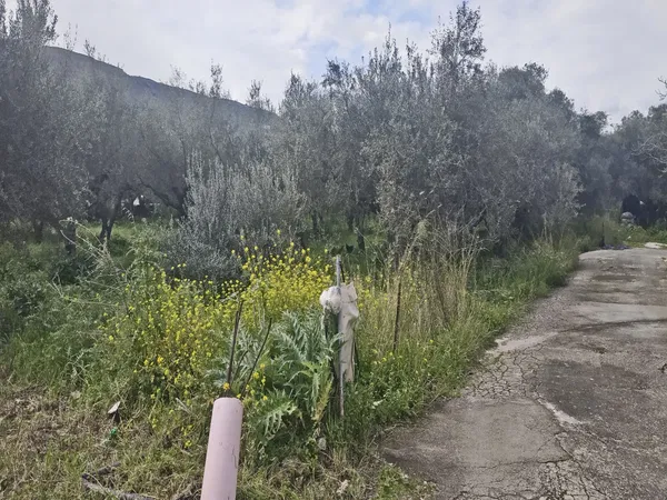 2,000 m² Land for Sale in Nerokourou, Chania — photo 3