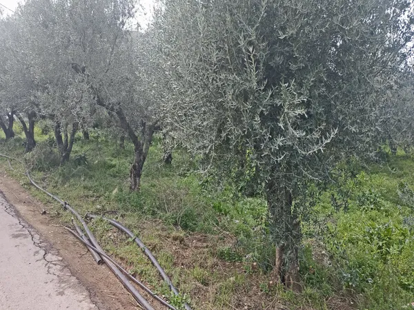 2,000 m² Land for Sale in Nerokourou, Chania