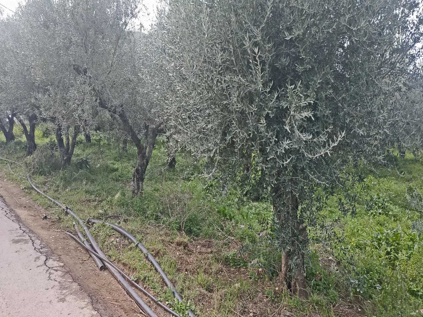 2,000 m² Land for Sale in Nerokourou, Chania