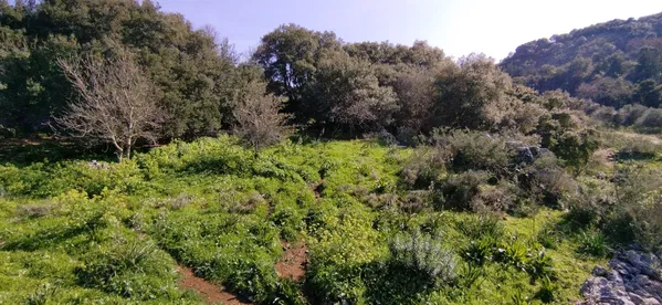 11,166 m² Land for Sale in Vamos, Apokoronas — photo 4