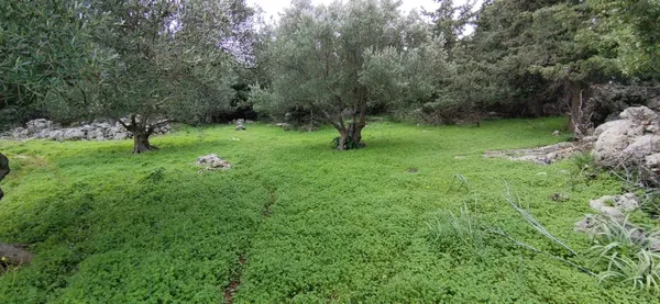 Seafront 2,400 m² Land for Sale in Mouri, Apokoronas — photo 5